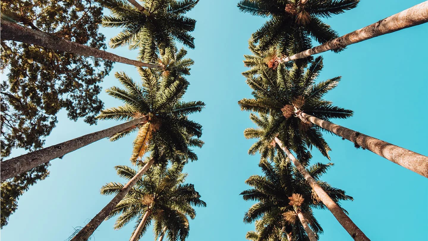 مزرعة نخيل الرزازة